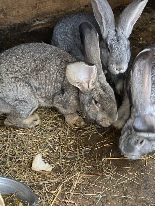 Masculi Urias German