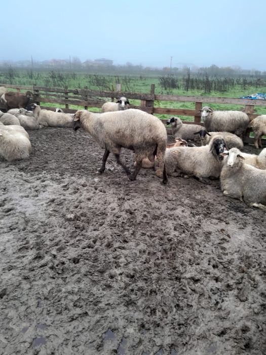 Berbec  tanar de vanzare