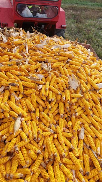 Vând porumb stiulete
