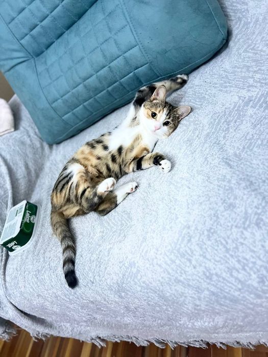 Кошка отдам в хорошие руки