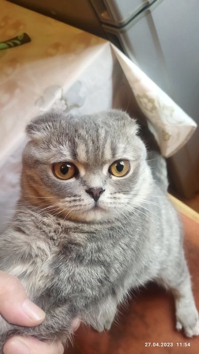 Отдам на вязку кота