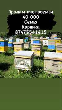 Продам пчелосемья