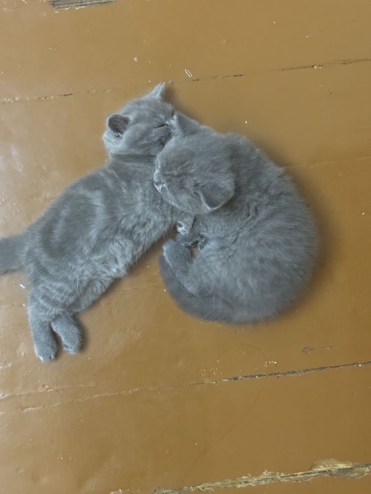 Котята скоттиш (скотиш) страйт/Skotish (skottish) strayt mushukchalar