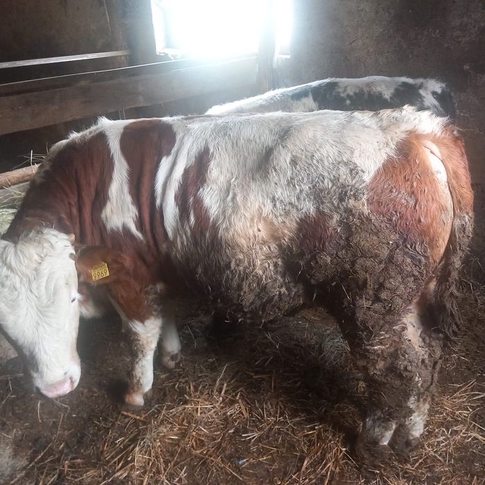 Taurasi cu media 250kg