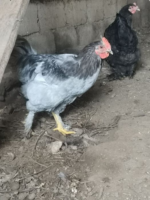 Петли домашни Брама всякакъв избор за празниците