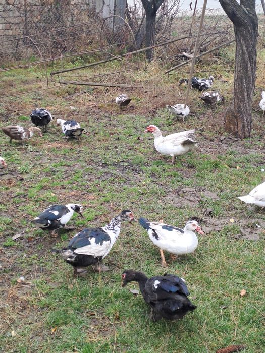 Rațe mute de vânzare