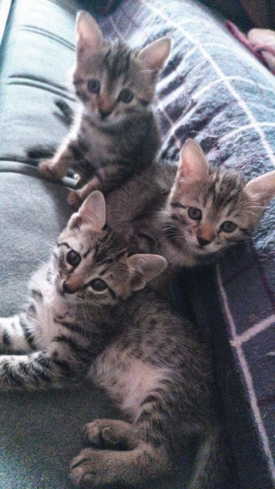 Котята Даром янгихаёт