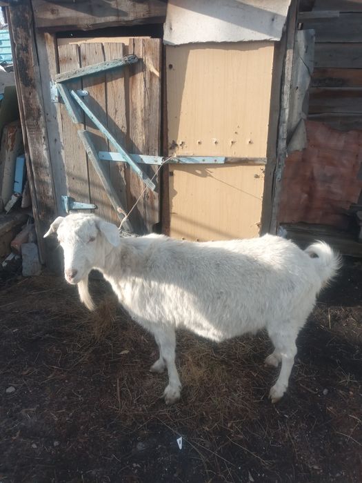 ПРОДАМ КОЗУ беременную