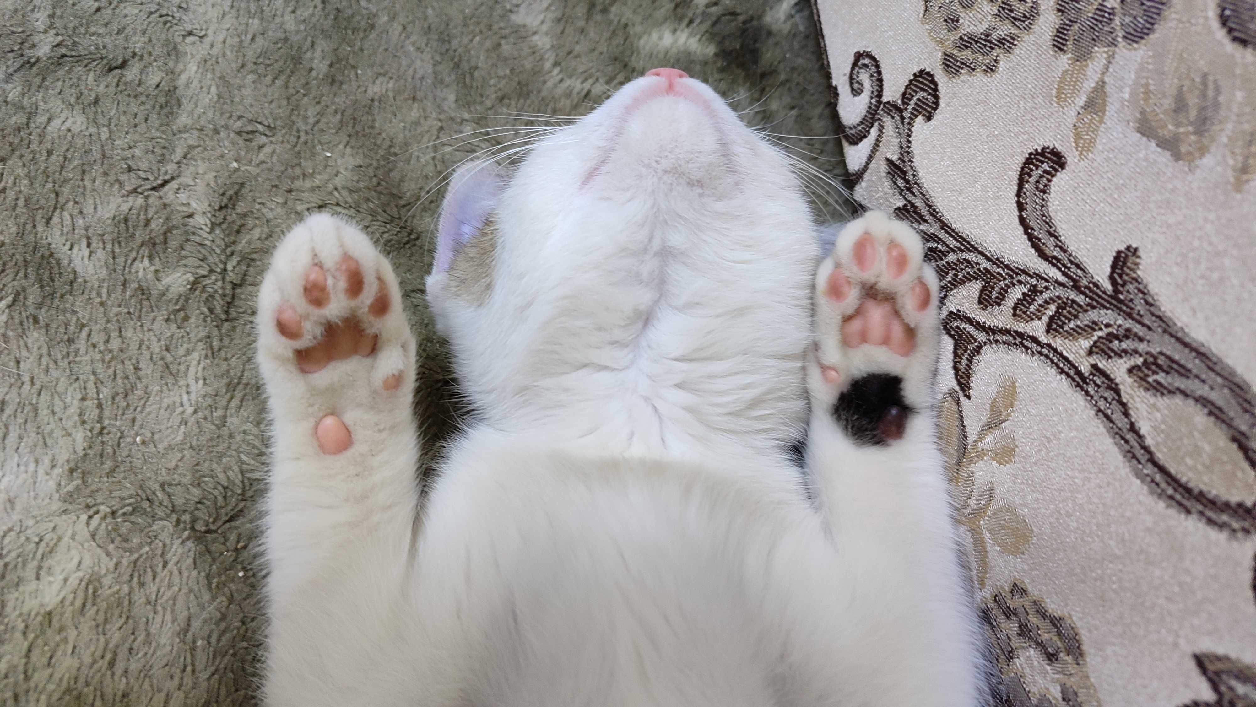 Котенок-талисман