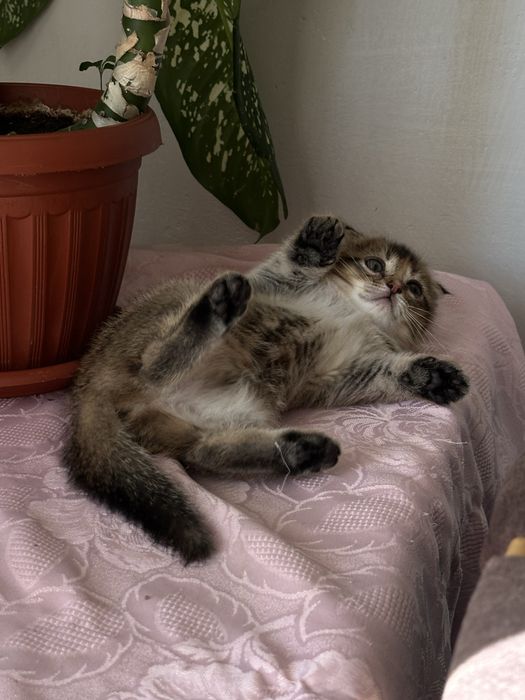 Продается котенок, девочка.