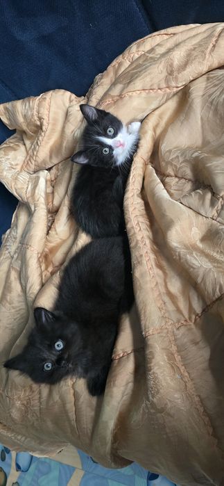 Отдам котят в добрые руки