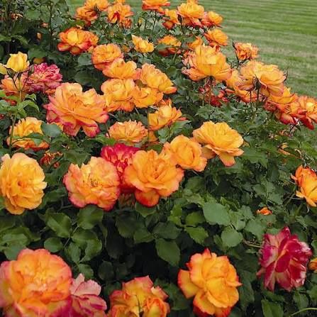 Trandafiri tip tufa și cataratori ( Diverse culori )