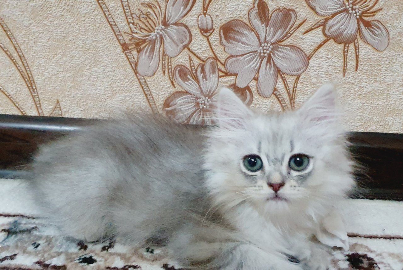 Британский страйт флот