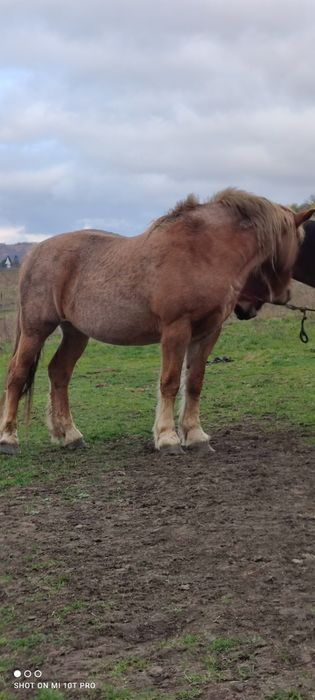 Vând 2 iepe gestante și o mânză de un an jumate