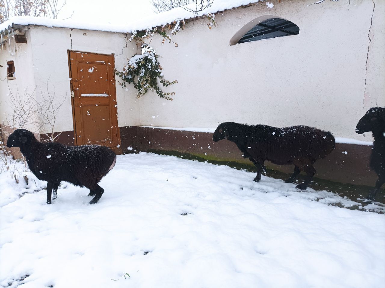 Qurbonlik aqiqaga marosimlarga katta qo'chqorlar