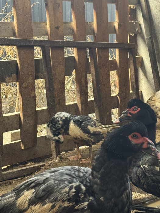 Мускусные утки (индоутки)