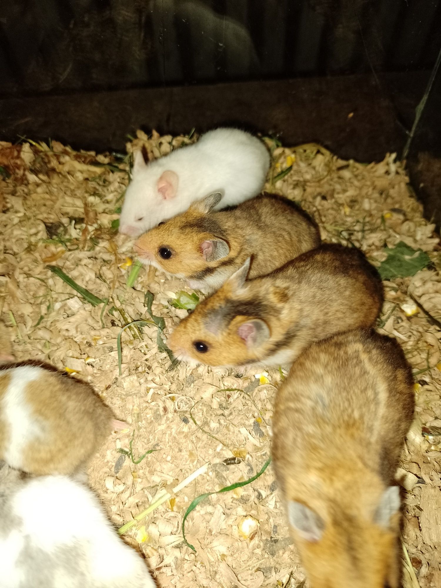 Hamster , Hamsteri sirieni, pitici siberieni, porcușori de Guineea..