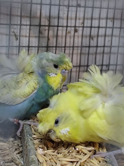 Perusi hagoromo tineret