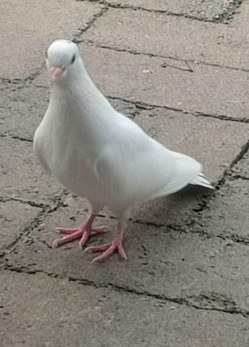 Чисто  белые голуби.