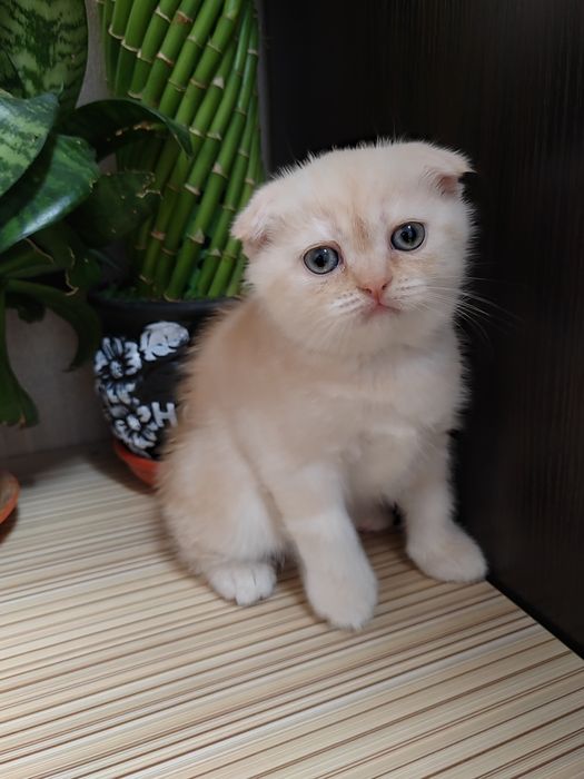 Шотландские Вислоухие Скоттиш Фолд и Скоттиш Страйд