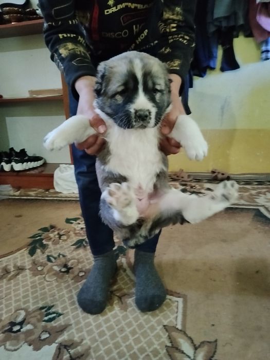 Салом алекум сотилади