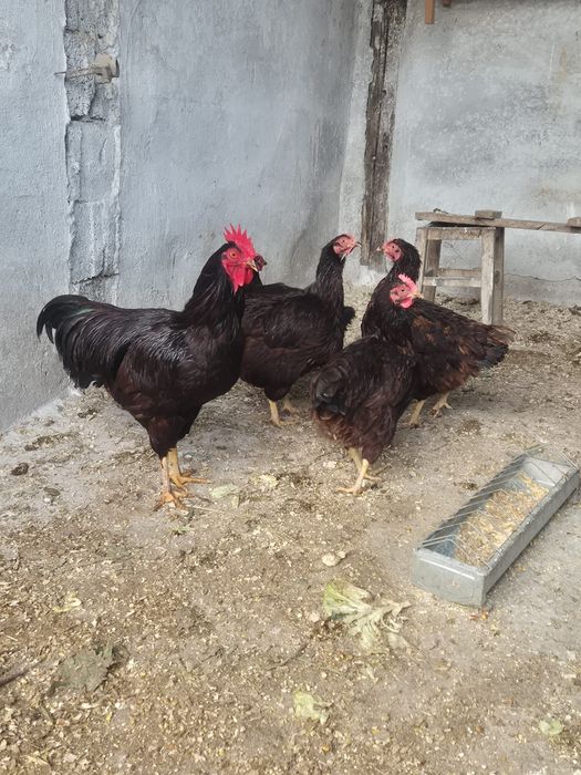 Cocos si gaini Rhode Island