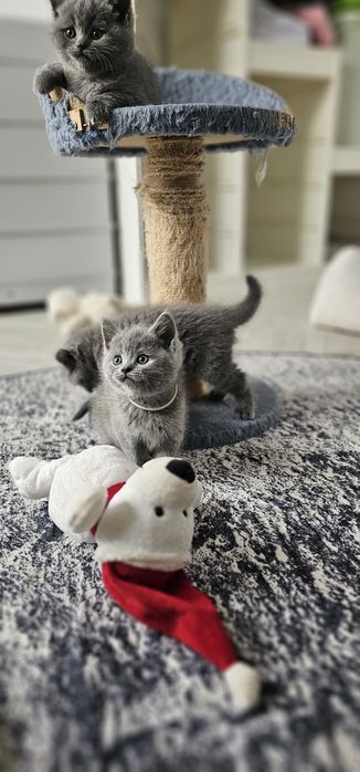 British shorthair cu pedigree