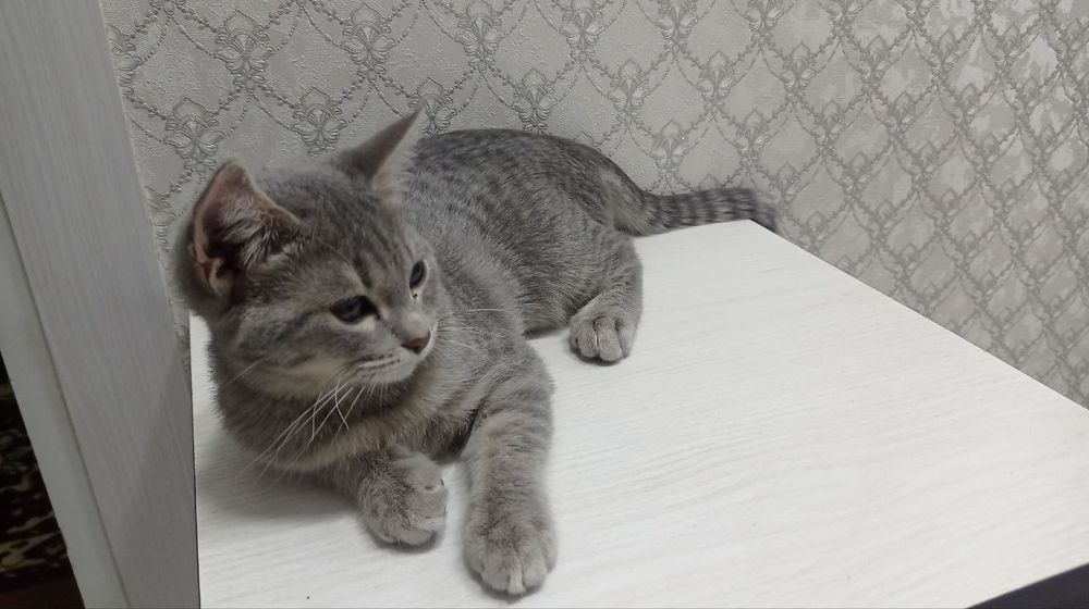 Скоттиш страйт кошка