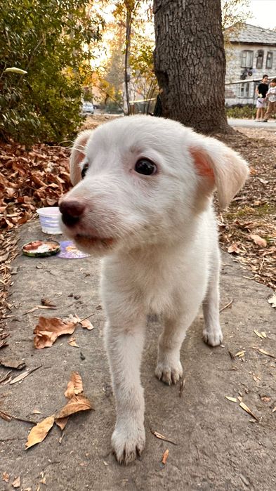 Отдам  в хорошие руки