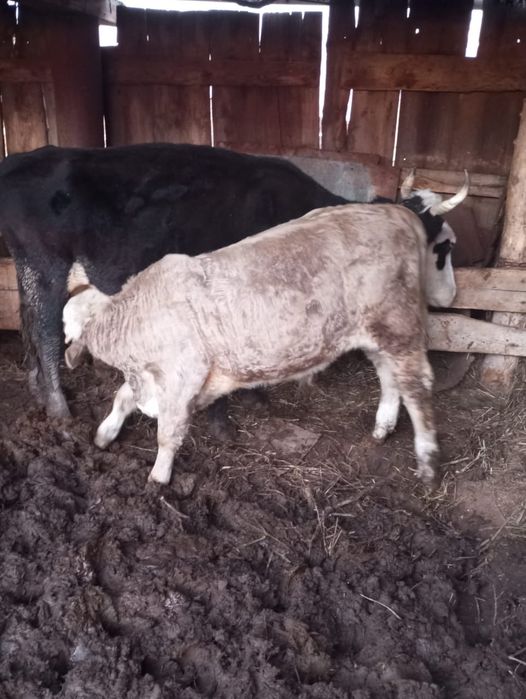 Продам корову с телёнком подсос