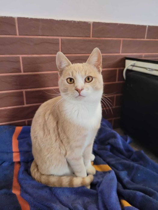 Adoptie pui pisica de 5 luni - VACCINATI DEPARAZITATI