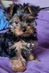 Pui yorkshire terrier