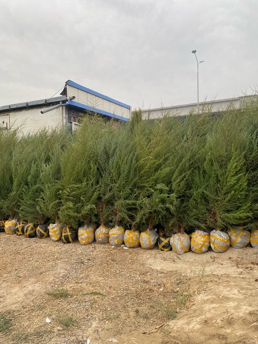 Арча моживелник quluğ