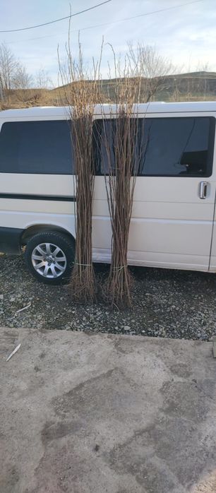 Puieți salcâm frasin tei fag carpen stejar mesteacăn plop brad molid