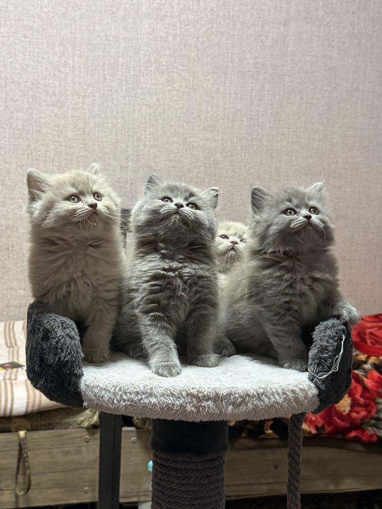 Британские котята лиловые и серые