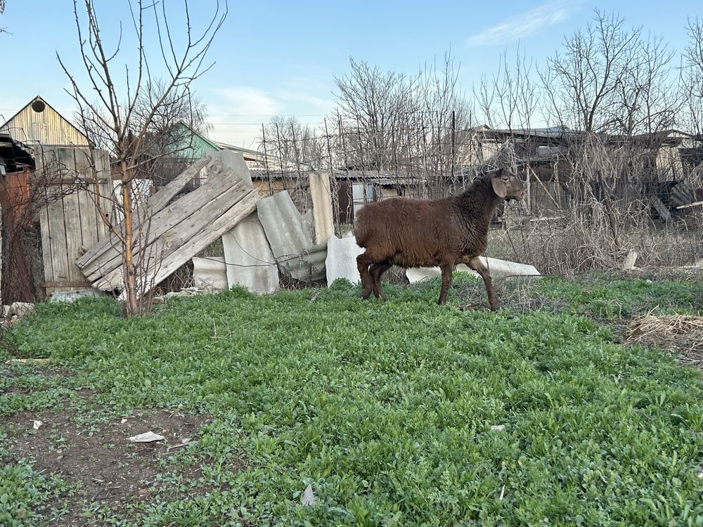 Продается кошкар