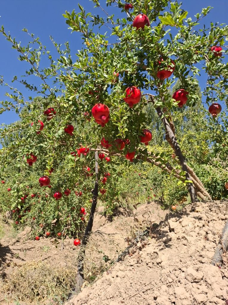Anor olma bor optom farmeri oʻzidan