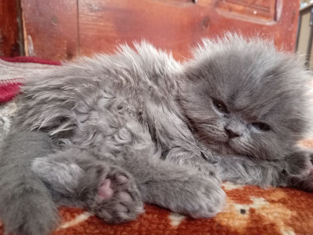 Котята Хайленд Фолд
