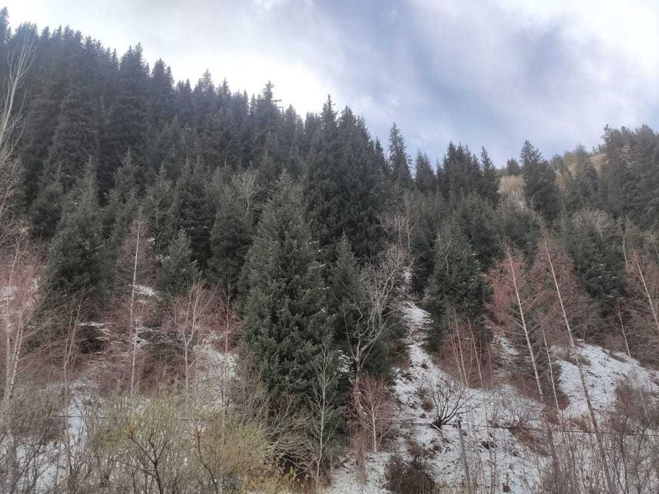 БАО Алмарасан прокат джипа аренда минивэн микроавтобус минивэн с водит