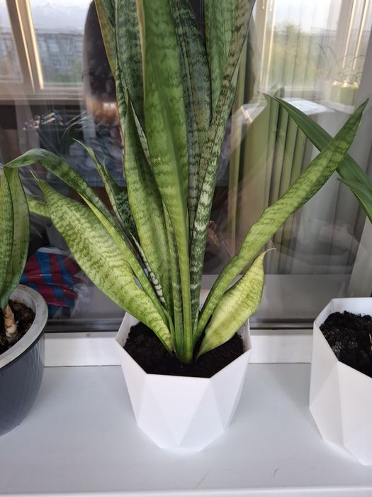 Продаётся комнатные цветы