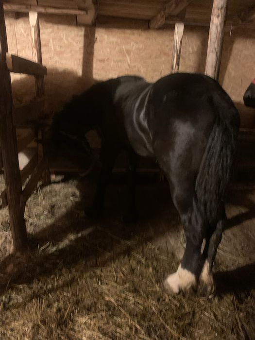 Mânz de vânzare! Detalii in privat!