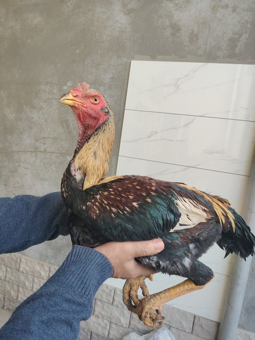 Boboqi dakan horoz tovu sotiladi