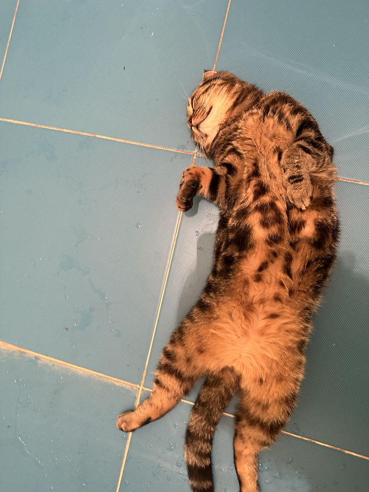 Вязка шотландского кота