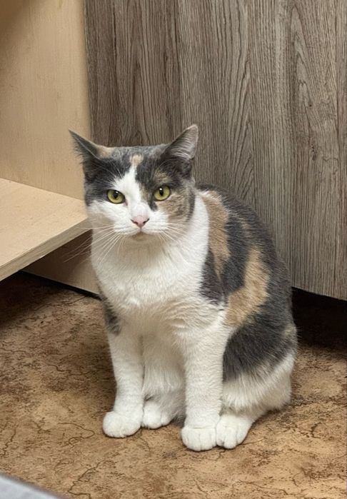 Отдам кошку в хорошие руки