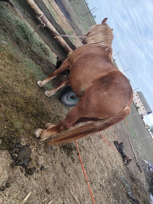 Iapa 5ani buna de Ham