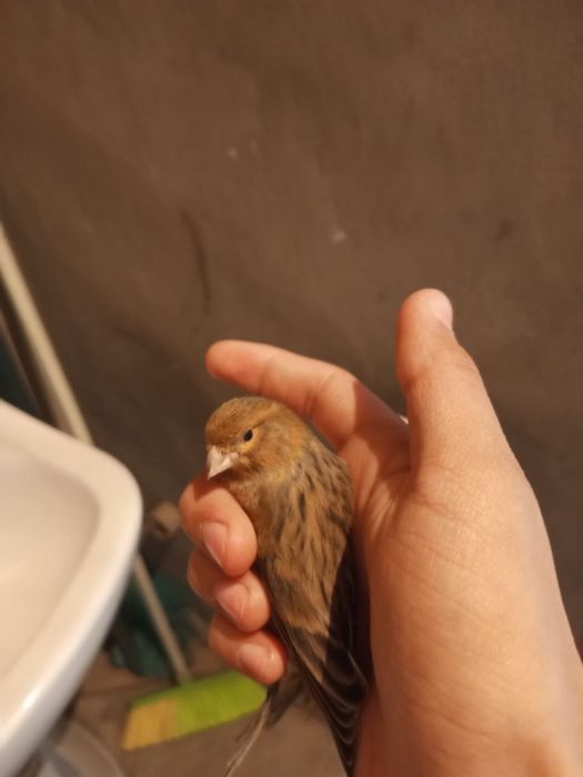 Красный дерево самка moda kanareka kanareyka канарека канарейка