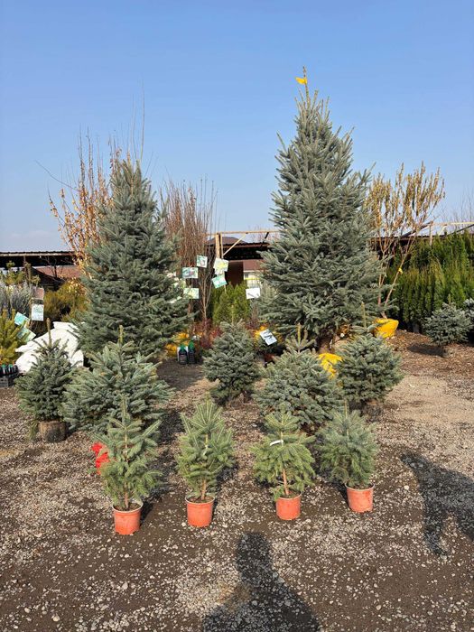 Голубая ель Живая елка в горшке Зеленая новогодняя елка Голубые ели