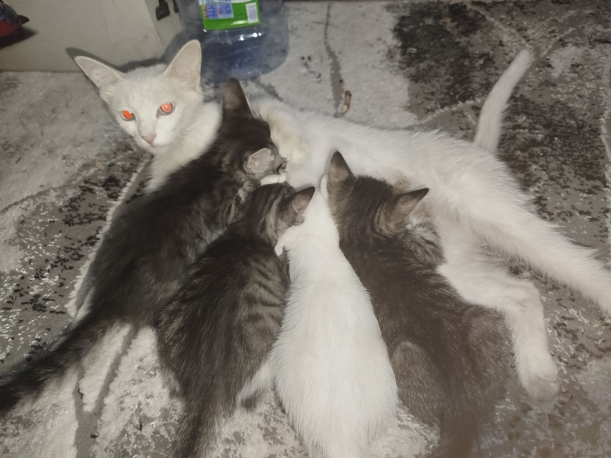 O'g'il bola mushuk 1 ta qoldi, котята