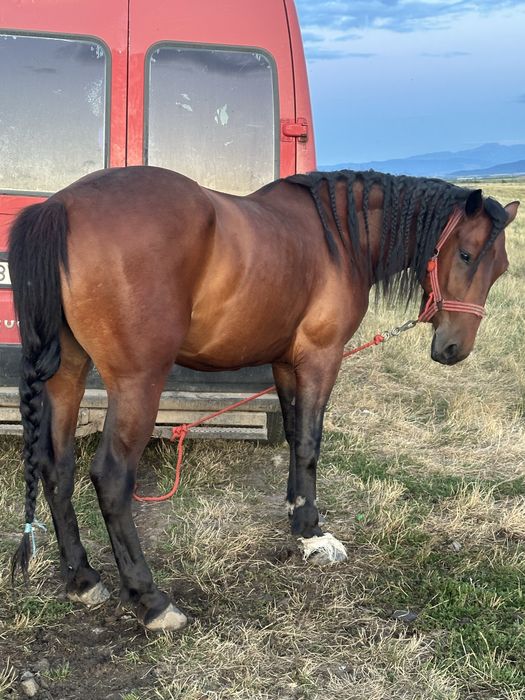 Iapa de 4 ani jumate ( astep oferte )