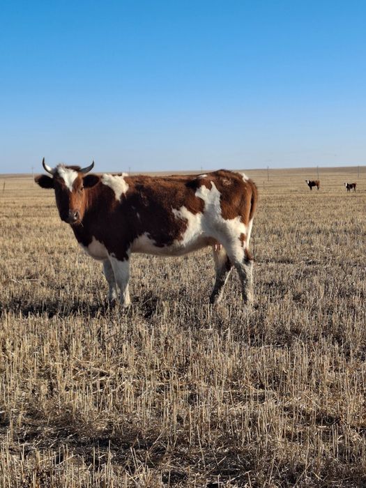 Семиз сиырлар сатылады